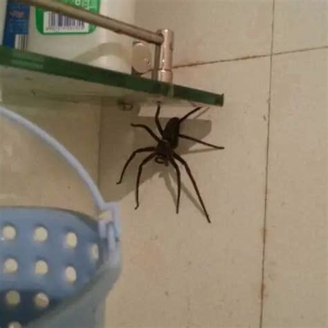 家里蜘蛛多 聖杯怎麼擺放